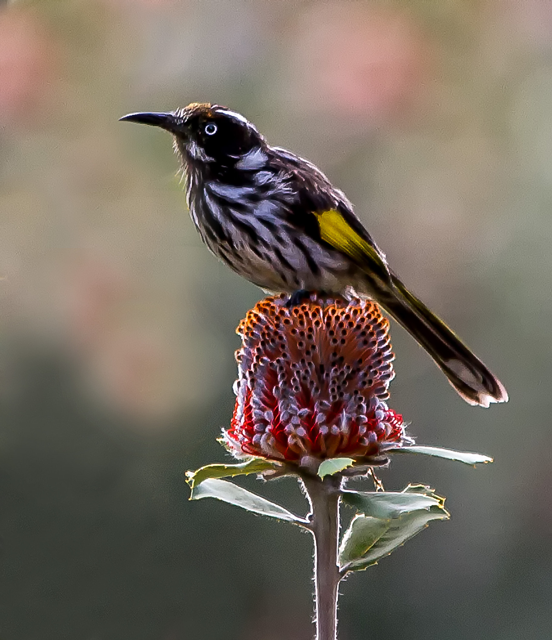 New Holland Honeyeater