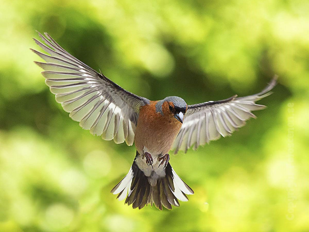 Common Chaffinch by Johnny Kääpä on 500px.com