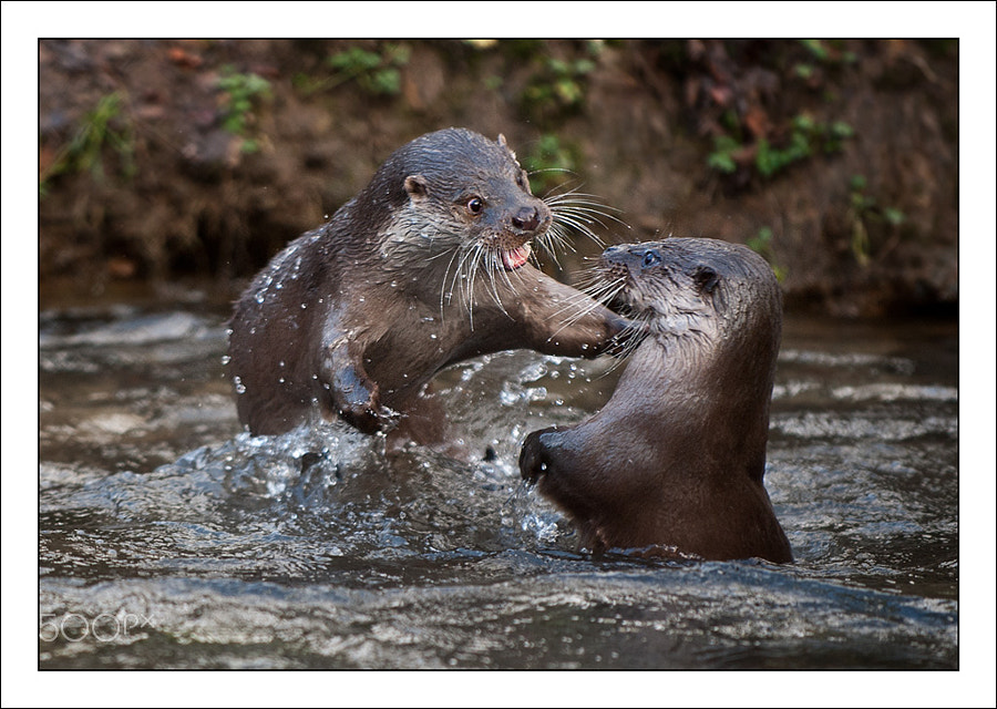 Otter fight 2! by Dave Oy / 500px