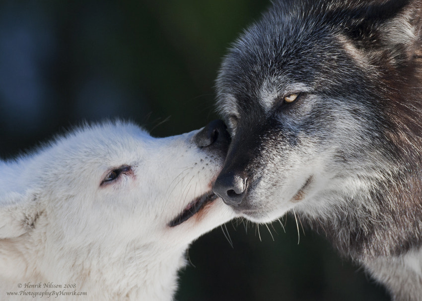 Wolf Kiss by Henrik Nilsson - Photo 4000161 / 500px