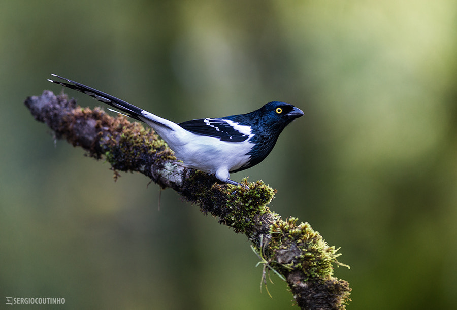Magpie Tanager