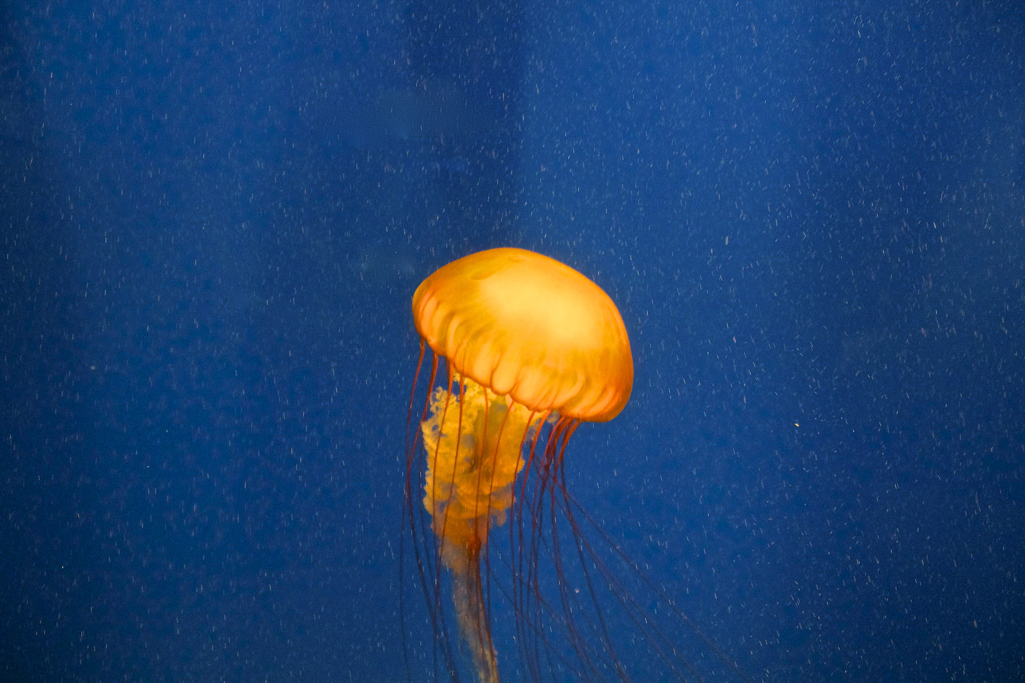 Jellyfish