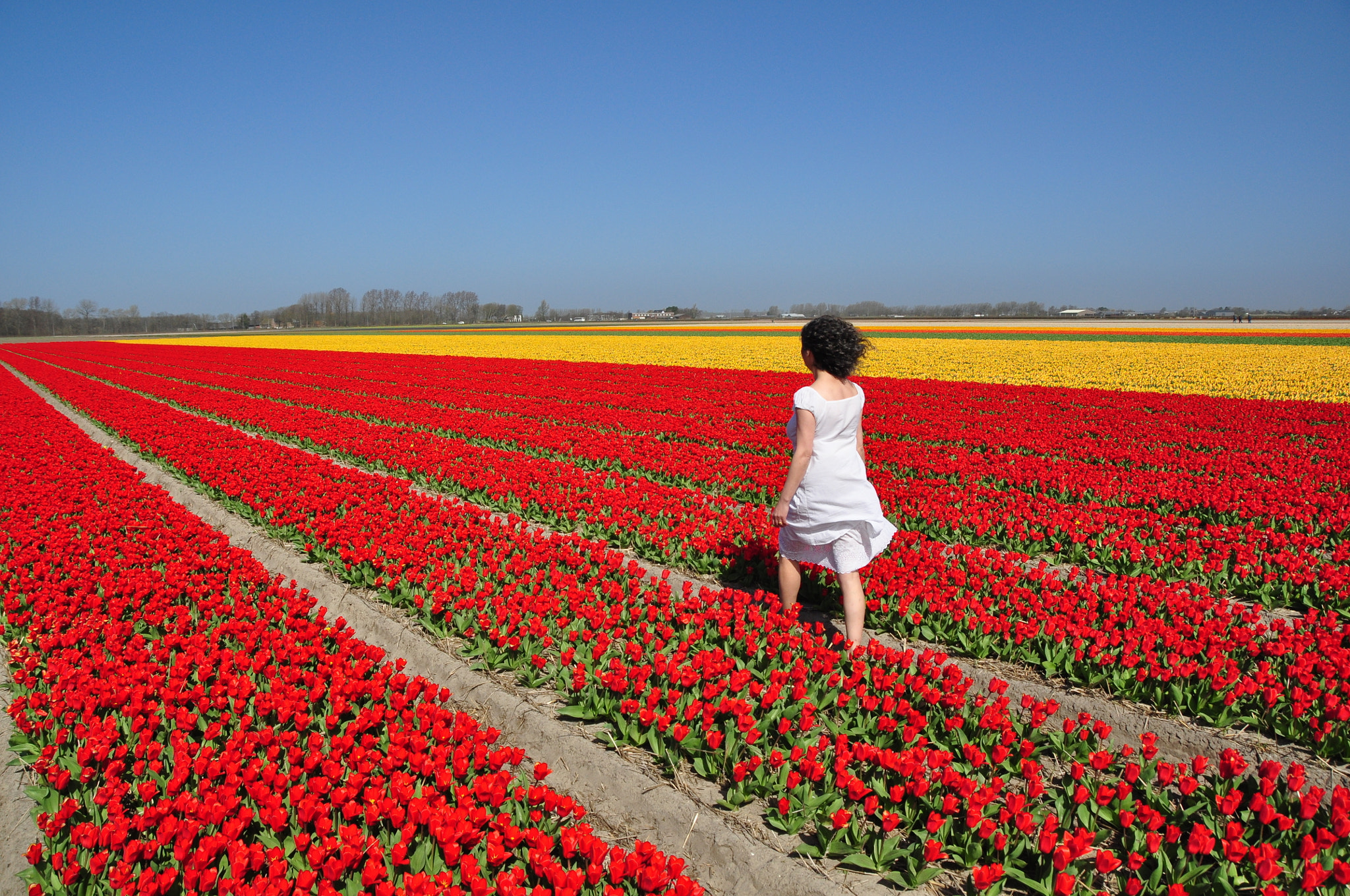 Walking through the tulip fields (Lisse, Netherlands) by Yasmine DG / 500px