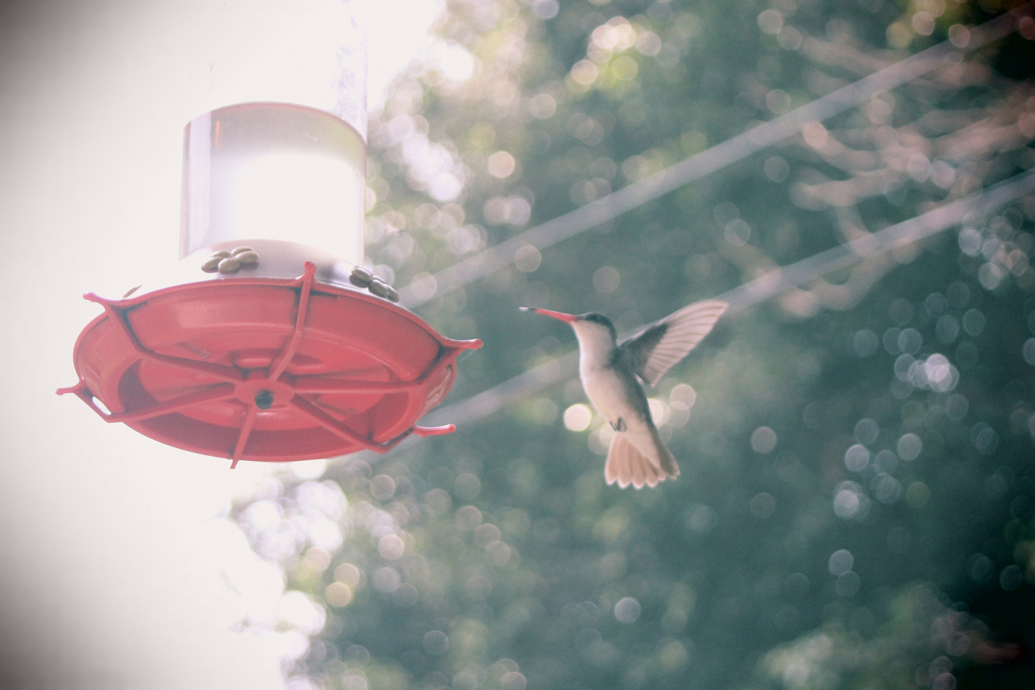 Hummingbird Instaready