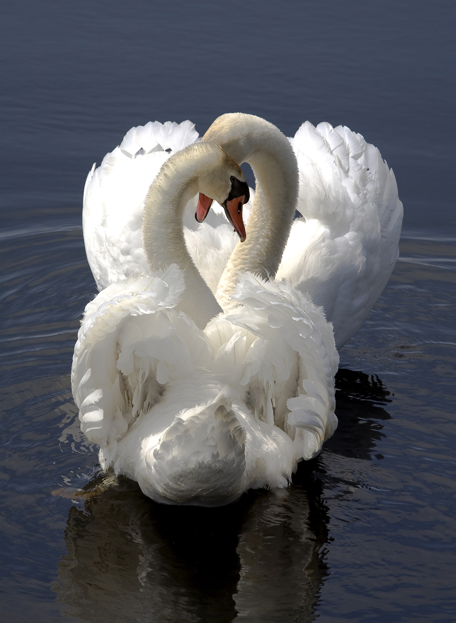 love swans app
