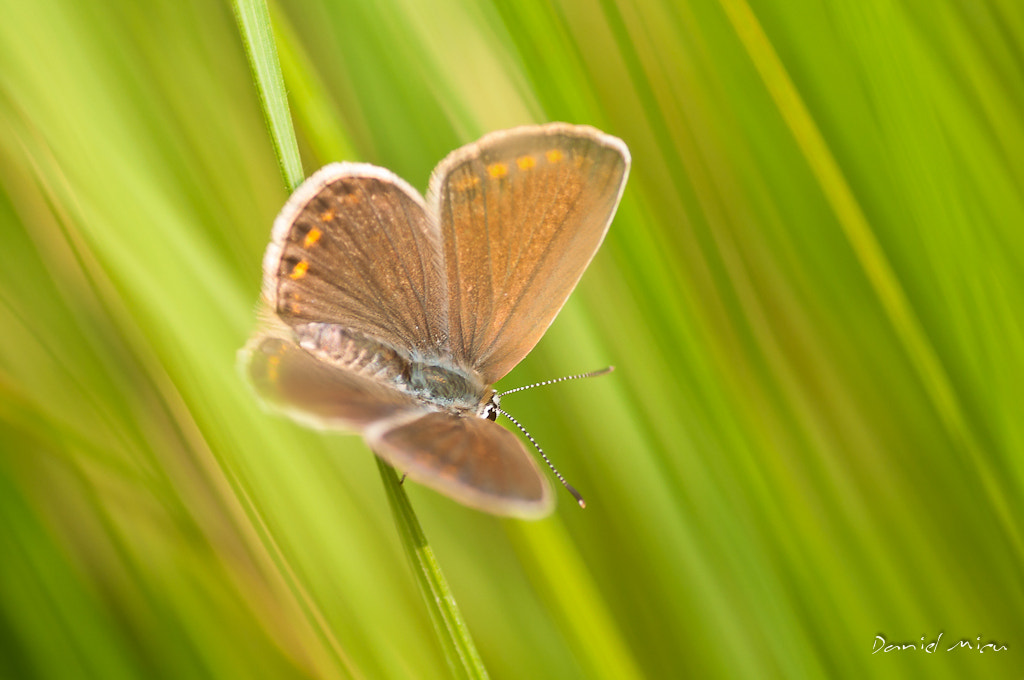 Sigma 105mm F2.8 EX DG Macro sample photo. Caught between the lines photography