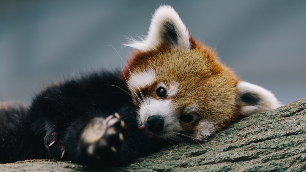 Photos Of Red Pandas Slacking Off That Are Really Cute 500px