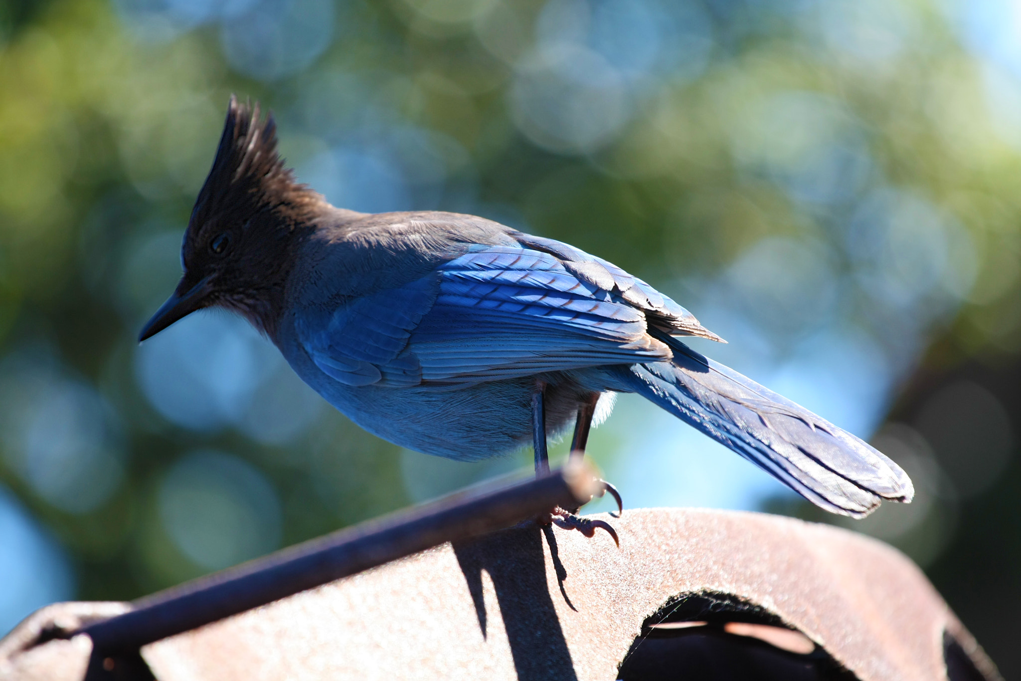 Blue Bird - Nepenthe - Big Sur - California USA by Michael Arlt / 500px
