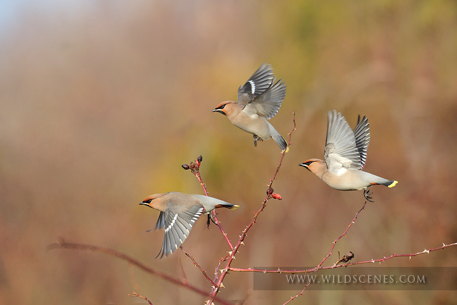 Waxwings in flight