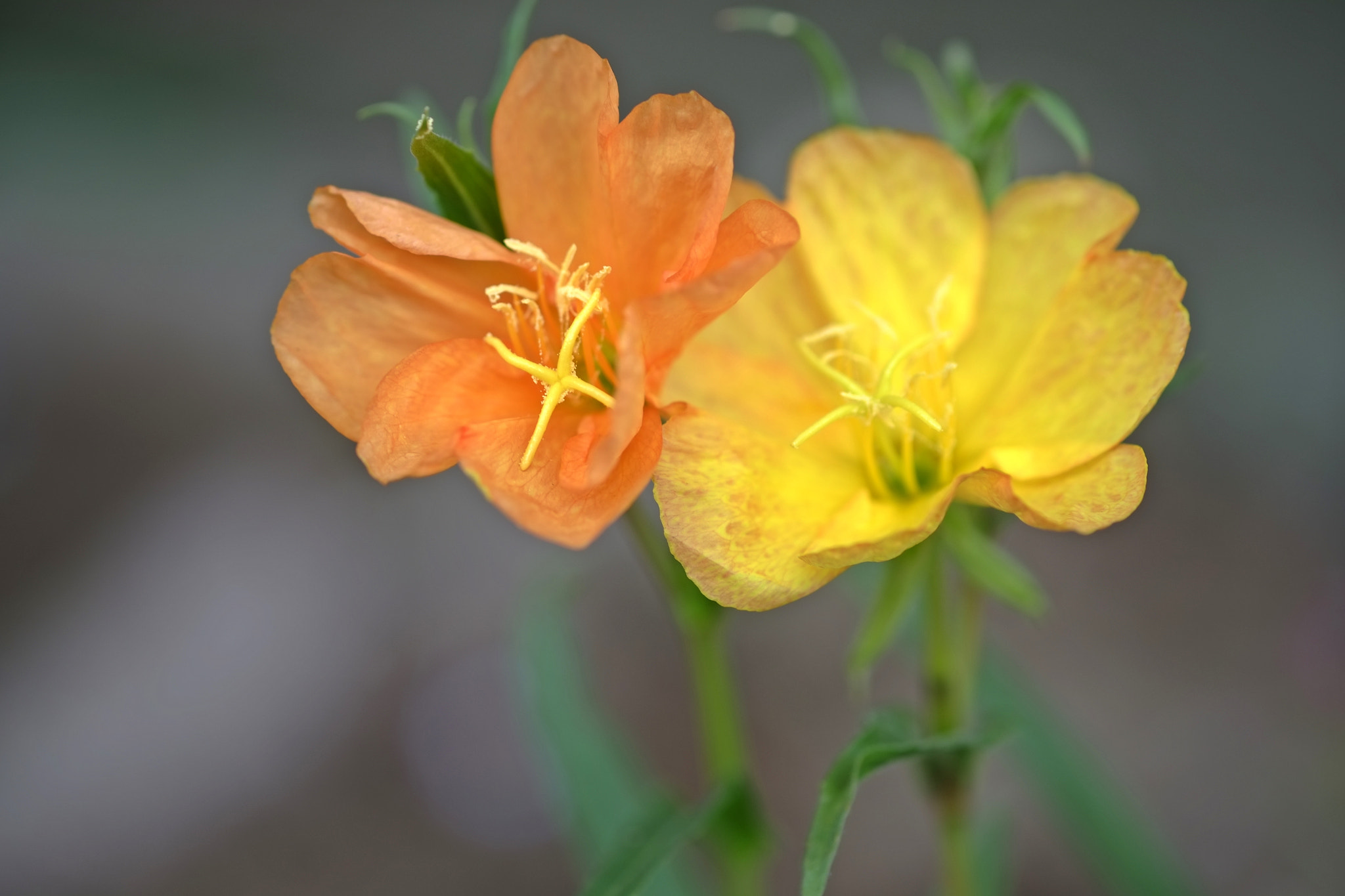 Evening primrose 宵待草
