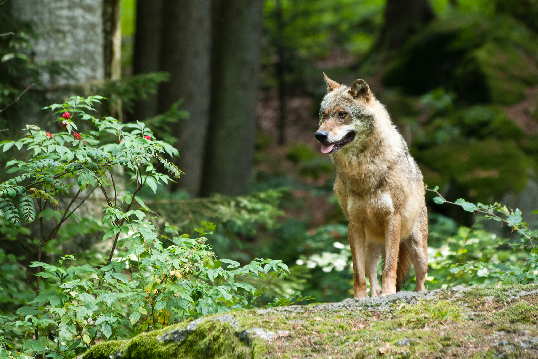 Eurasian wolf by Anna Skalova - Photo 41001208 / 500px