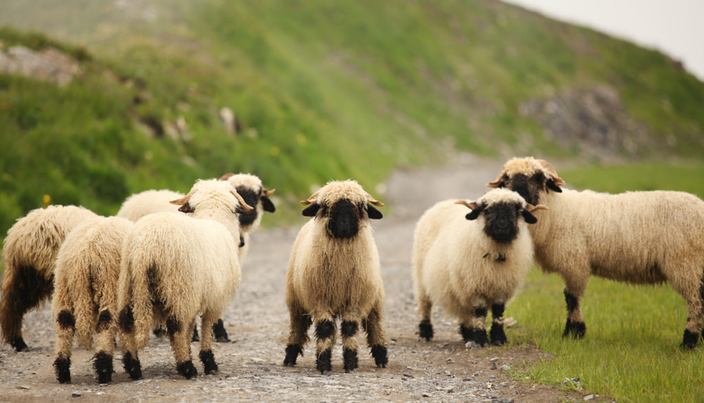 Curious Mountain Sheep by Björn Borgers on 500px.com