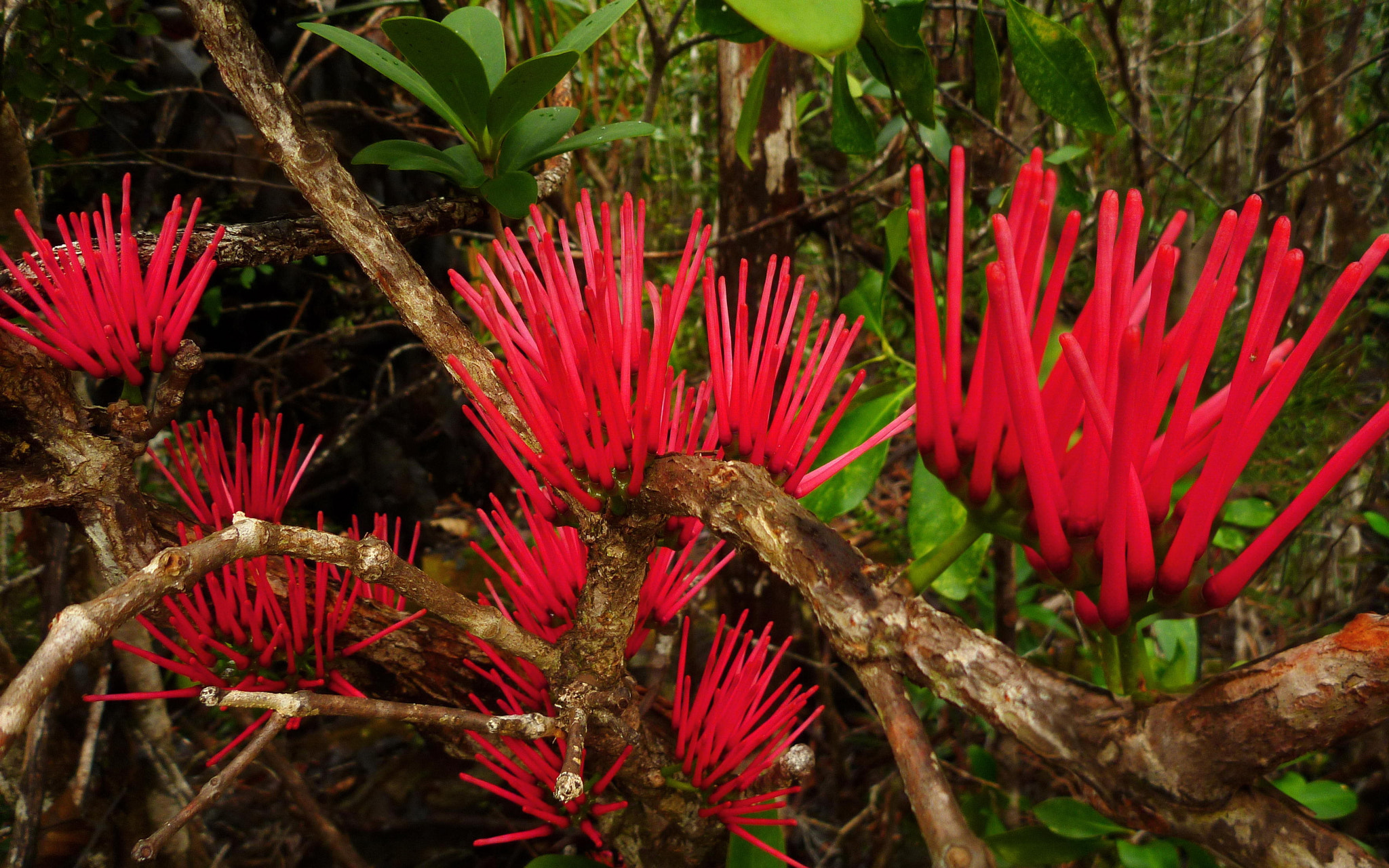 Firecracker Flowers New Caledonia by Richard Chesher / 500px