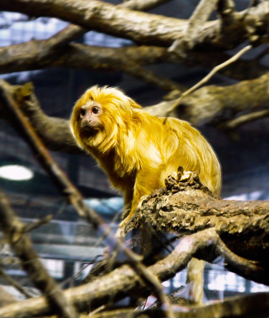 monkey in yellow shirt