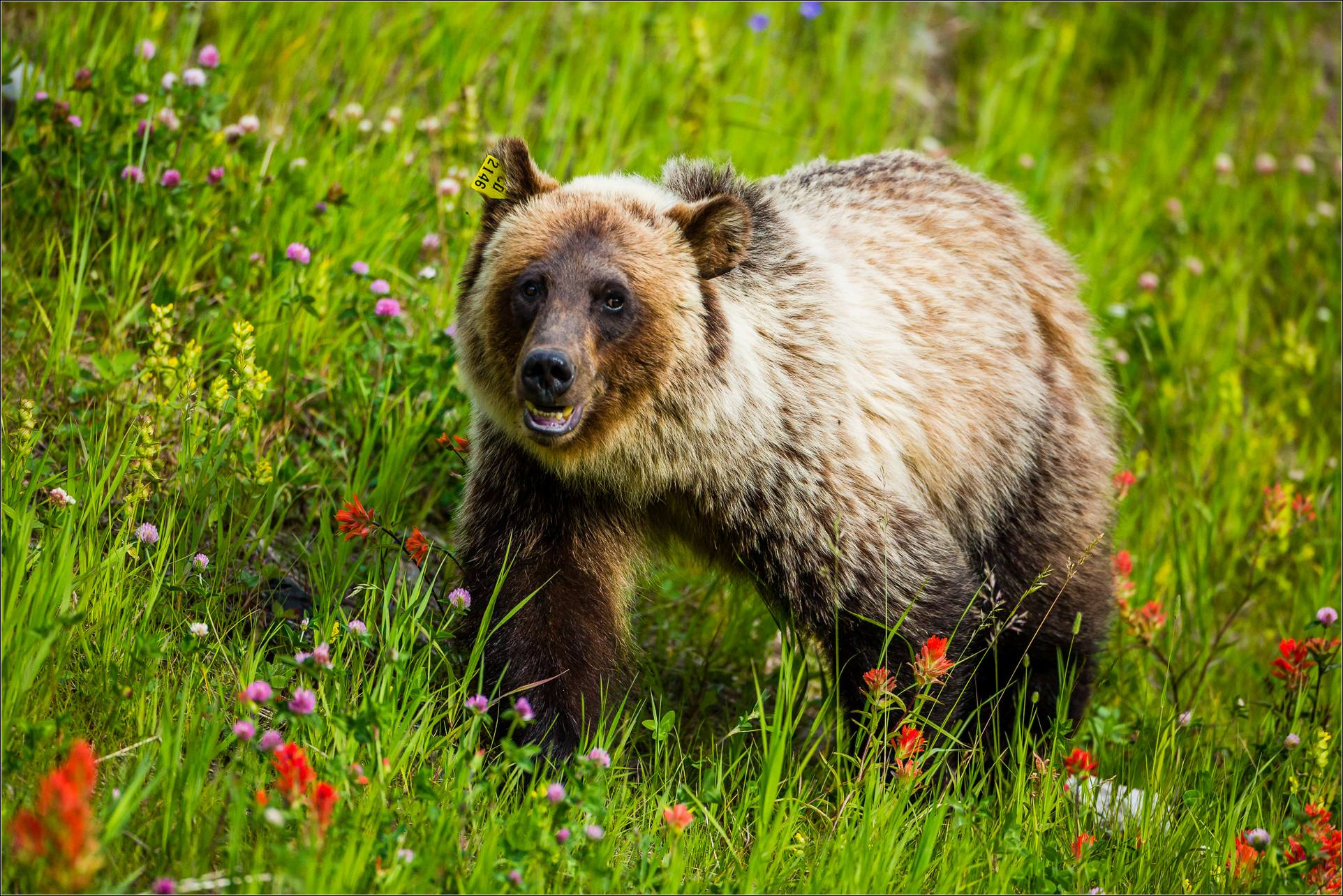 Kananaskis Grizzly