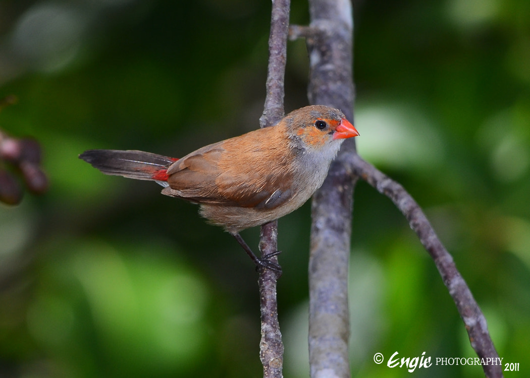 Estrilda Melpoda - Orange-cheeked Waxbill By Engie Pr   500px