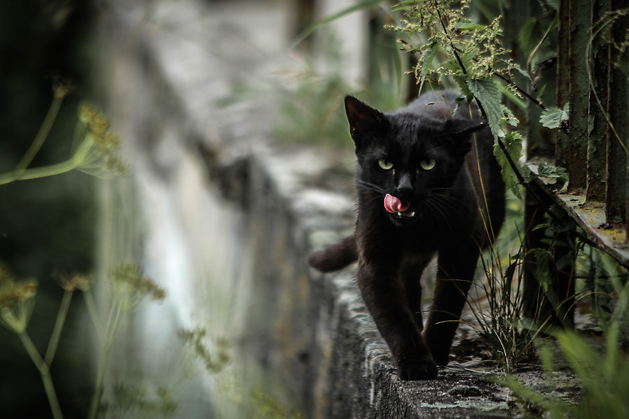 Going to eat you by Minori B on 500px.com