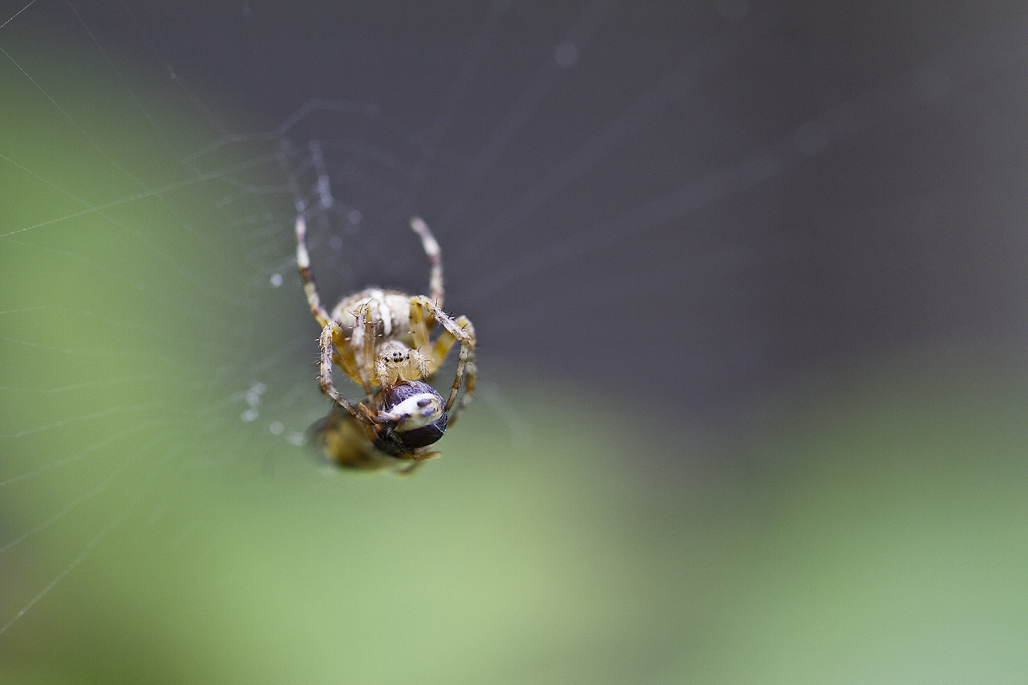 v2?sig=56876791e5c4d862594e94f91feeea3c40fea5601cce6098b8575184052765a6