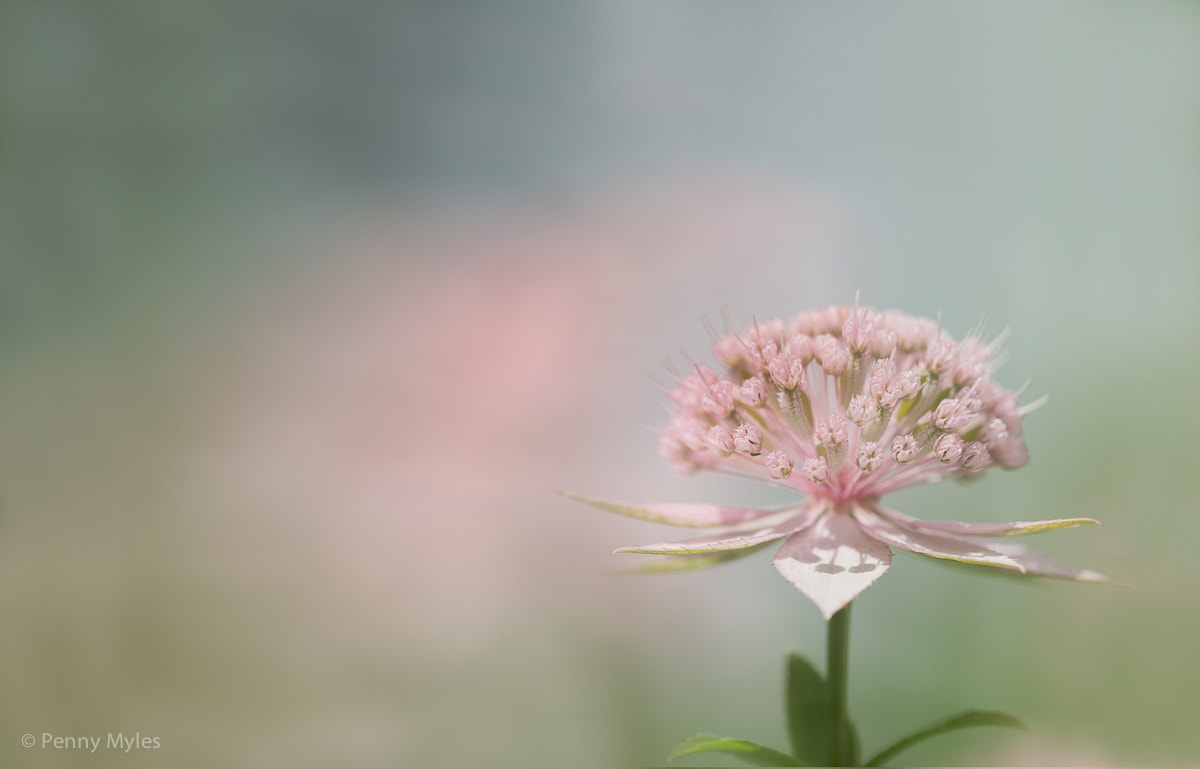 Painting with Pastels