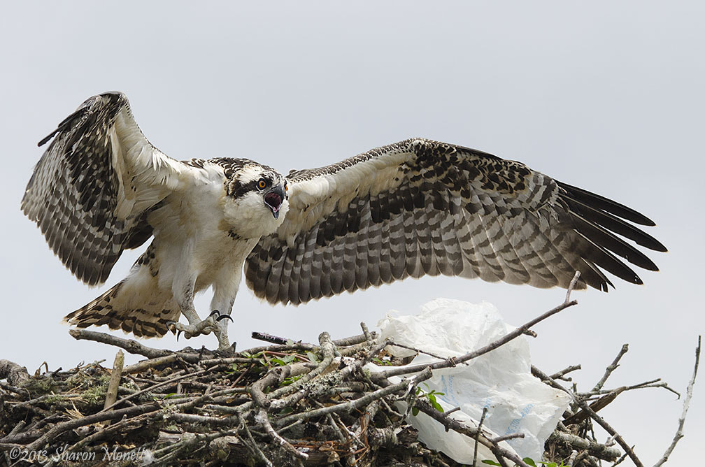 Osprey Tantrum