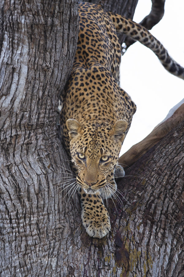 Kruger Leopard by Mario Moreno / 500px