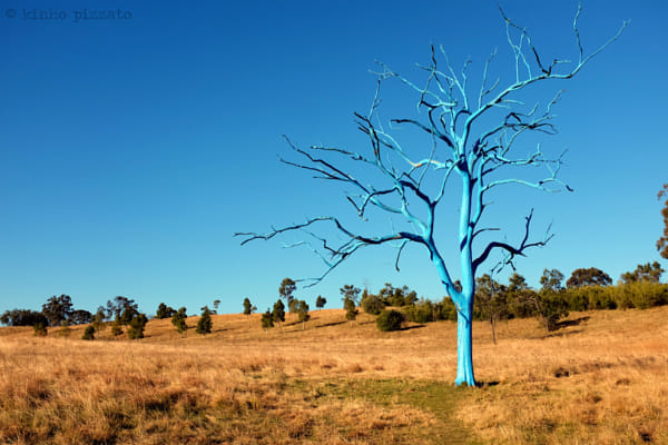 Blue Tree