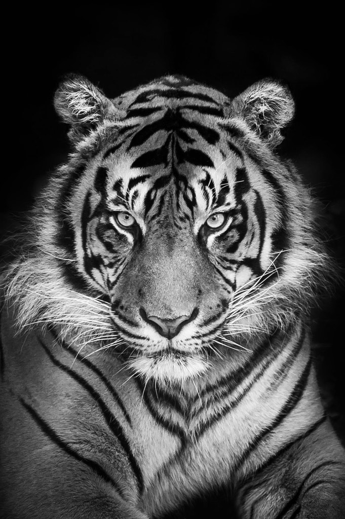 Sumatran Tiger By Justin Lo 500px