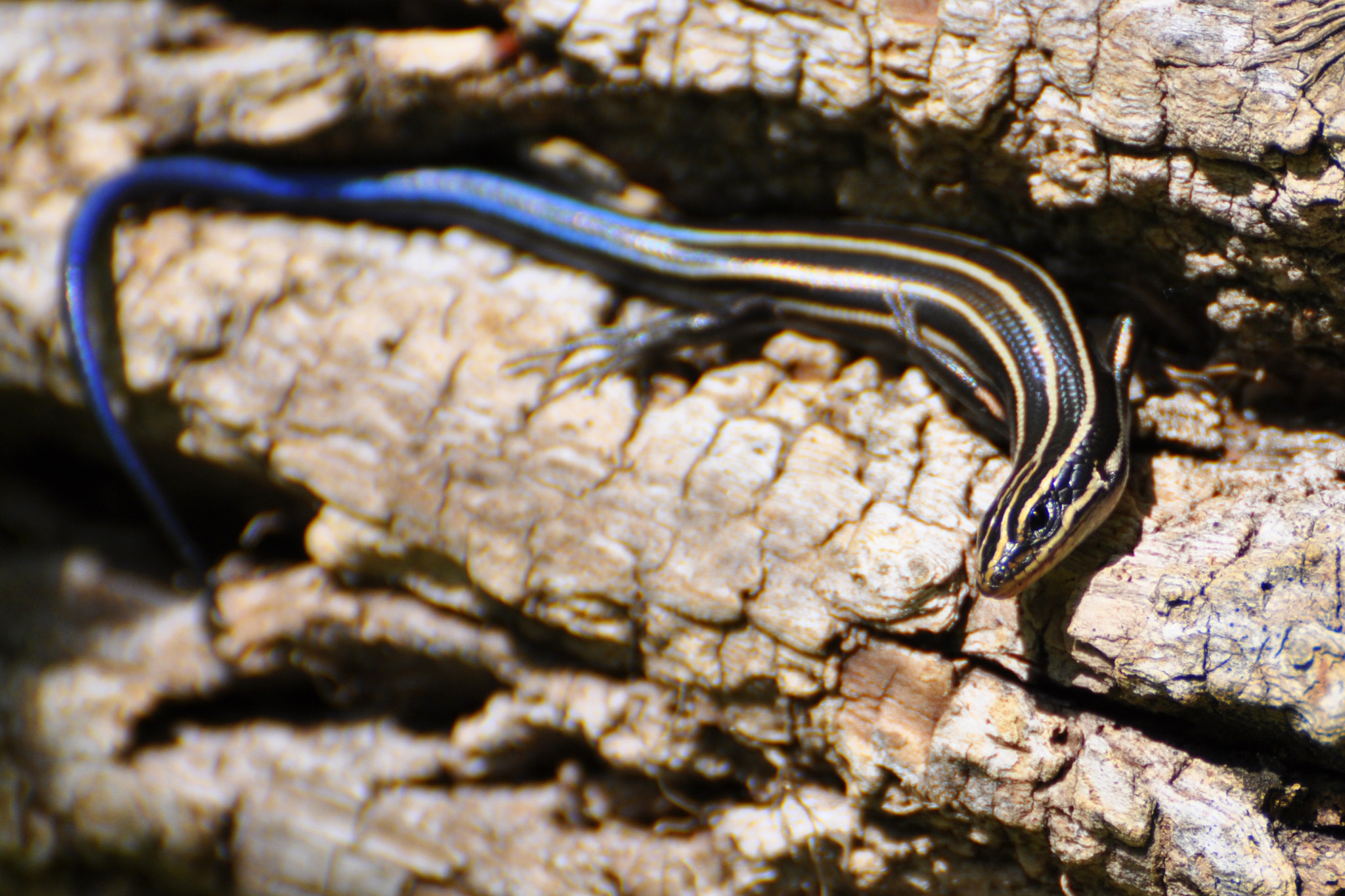 Bluetailed Lizard by NICHOLAS DEANE Photo 4224416 / 500px