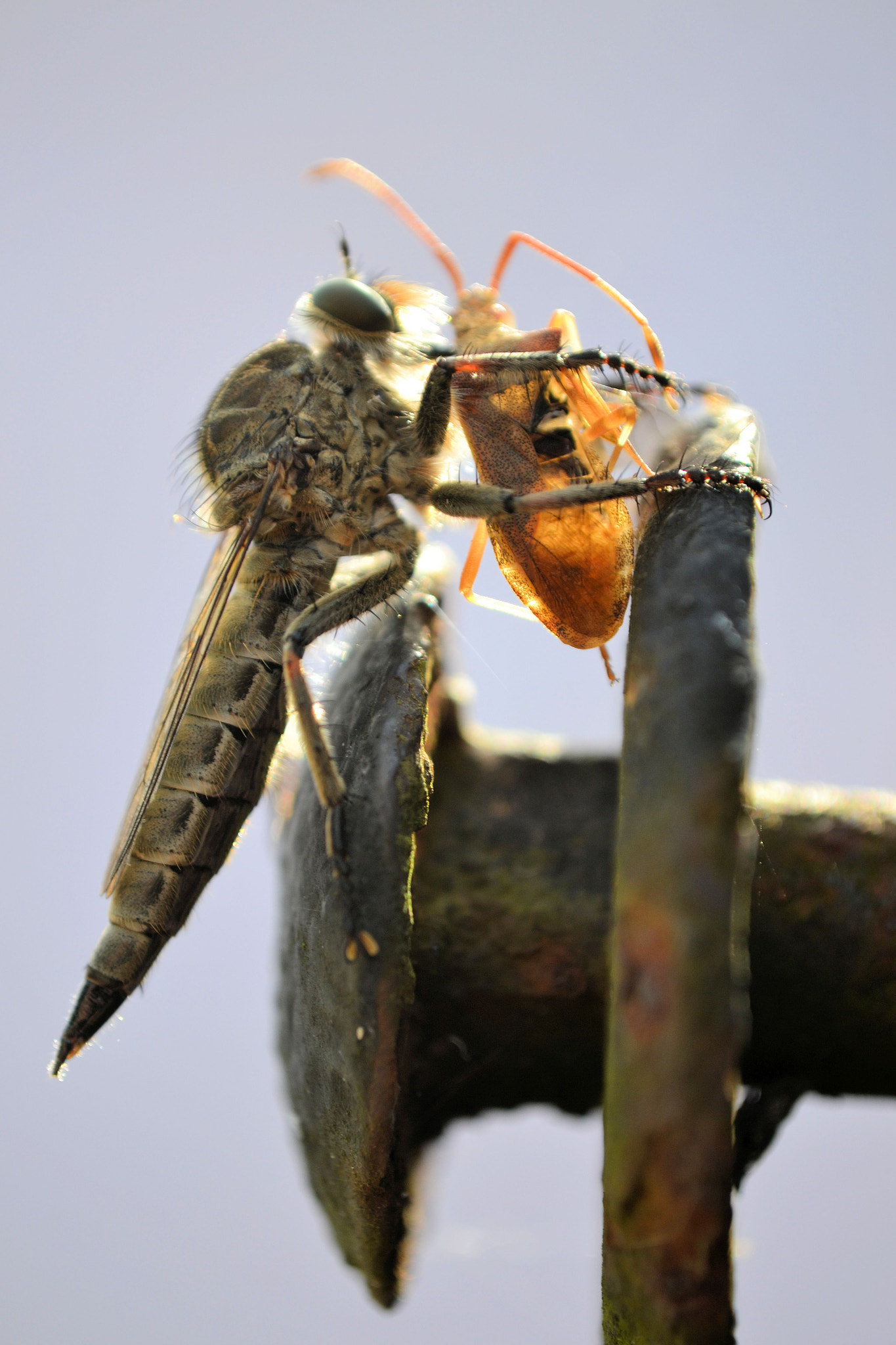 v2?sig=1c99ed82f2d4fa898047aab626dbeba2a4b7319071d996d03f4a12de22748895