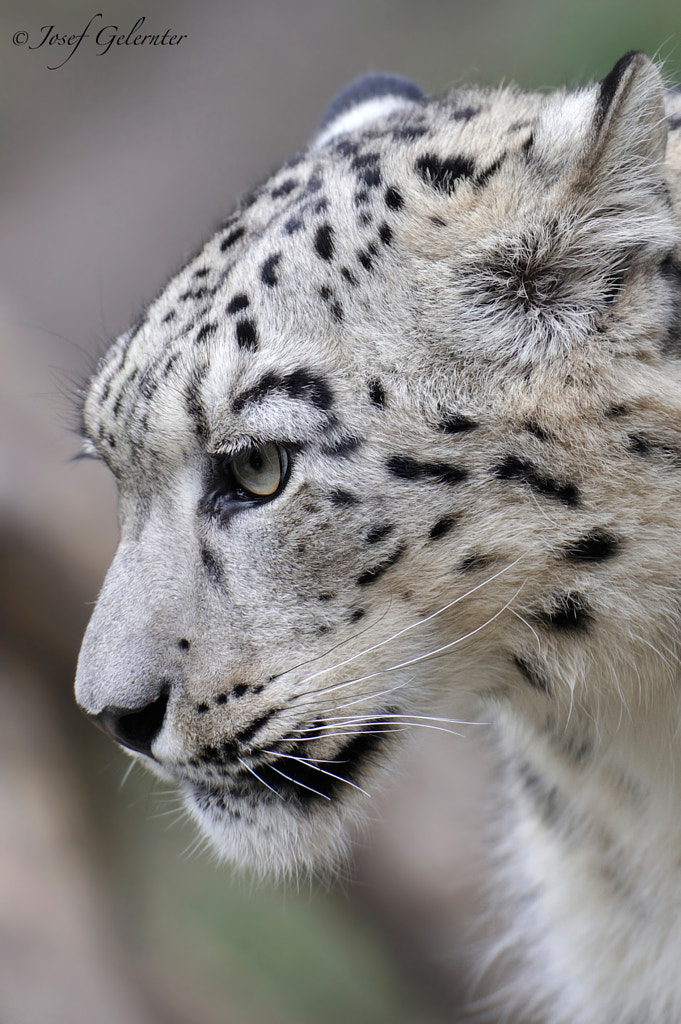 Download Snow Leopard Portrait by Josef Gelernter / 500px