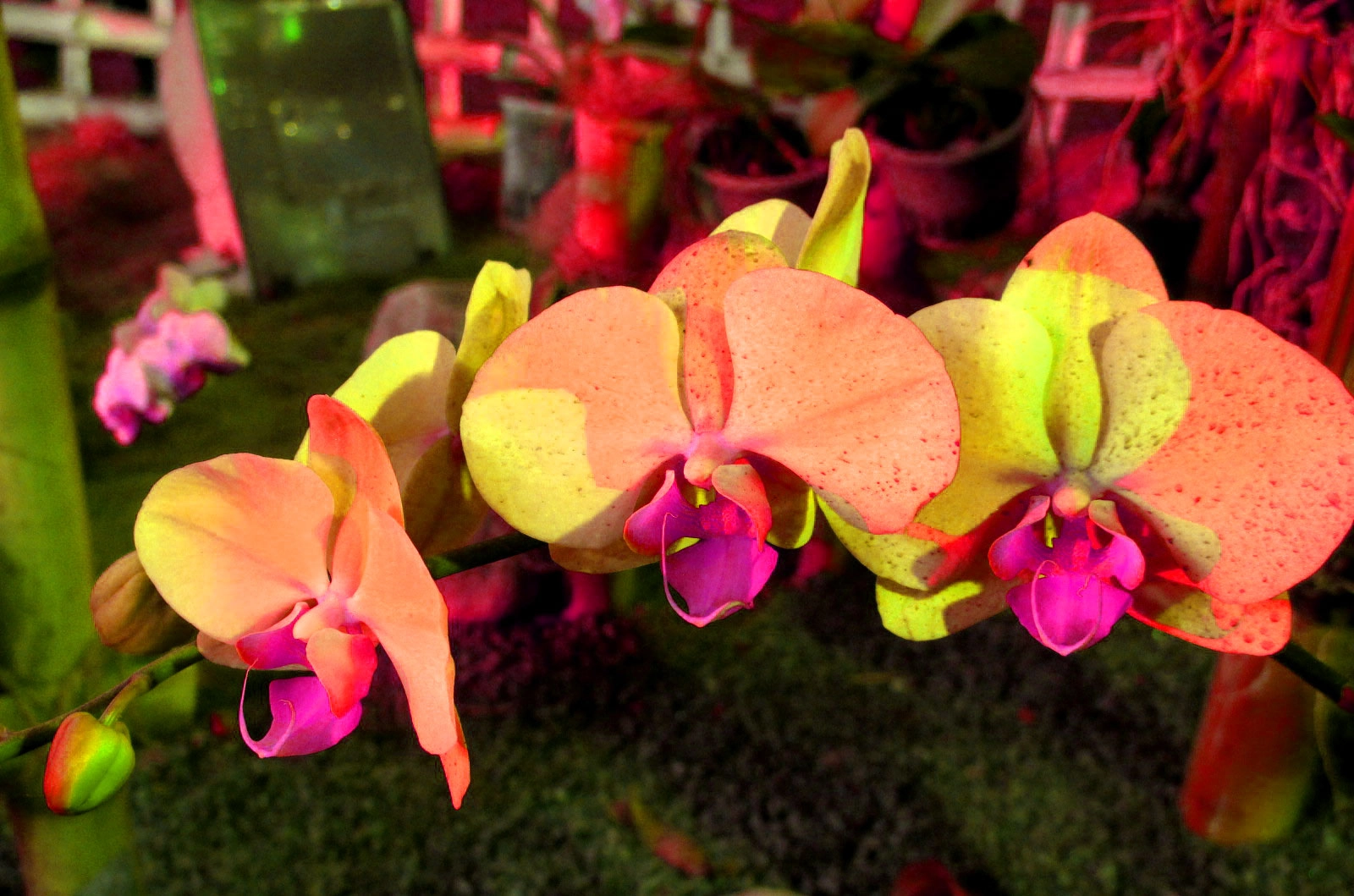 Orchid Beauty