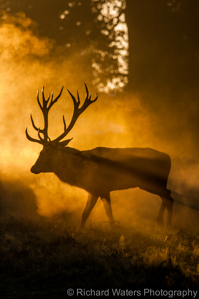 Backlit Deer Stag by Richard Waters on 500px.com