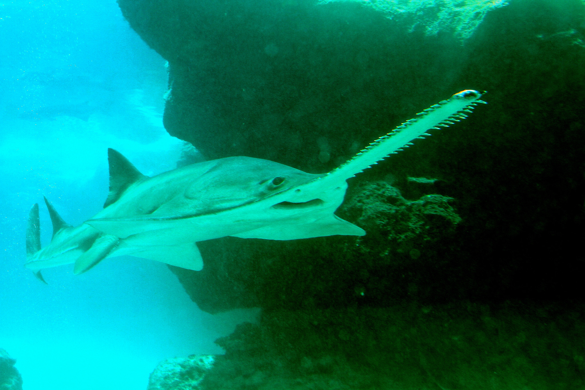Bahamas Sawshark. by Denisse Camara / 500px