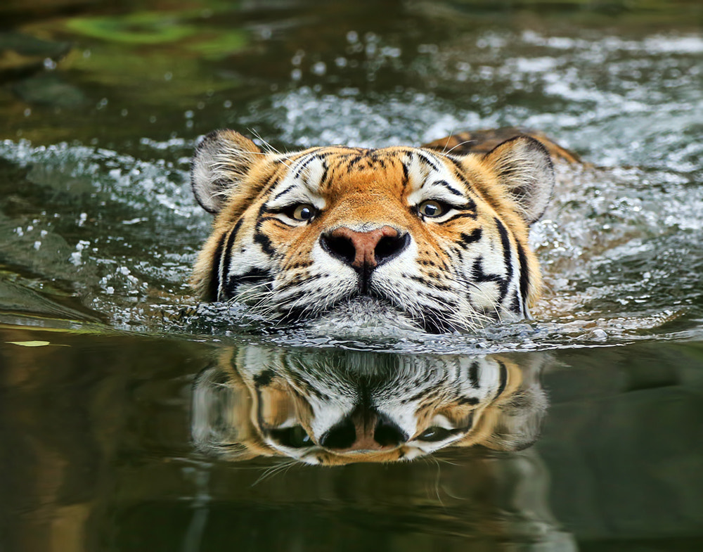 Tiger Photography 30 Tigers Photos That Will Leave You Spellbound 500px tiger photography 30 tigers photos