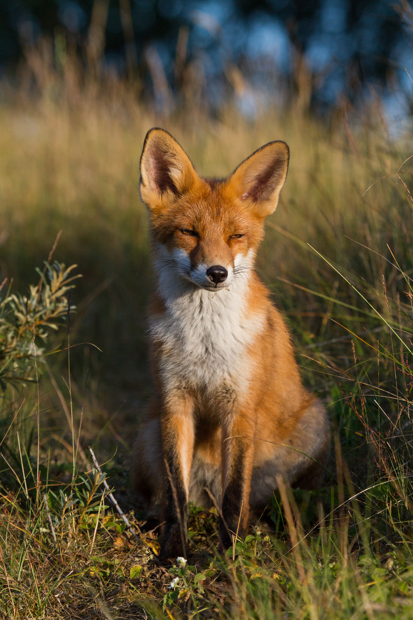 Young fox in the evening