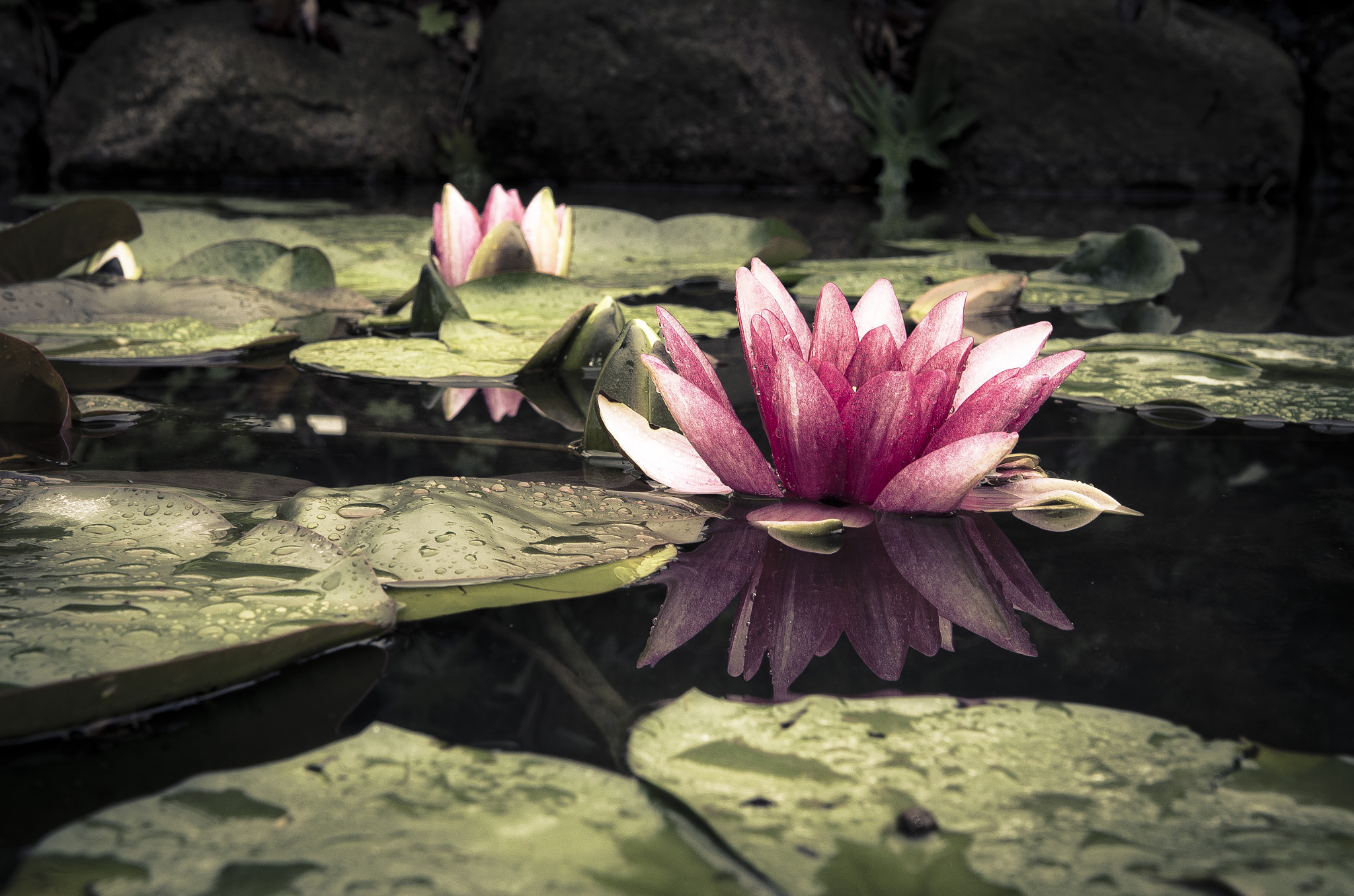 Flower in the Rain