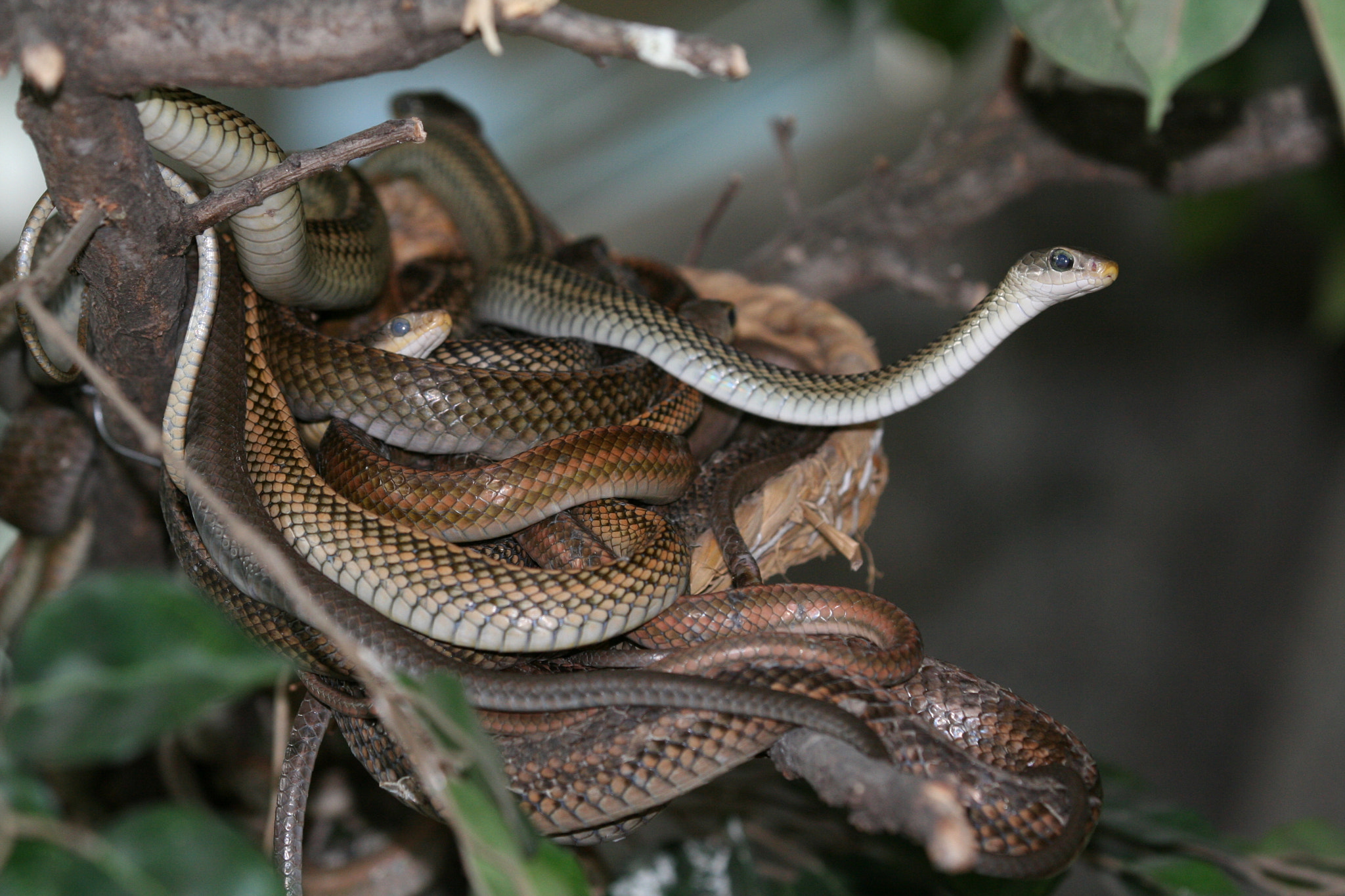 Bunch of snakes by Jochen Kirchner / 500px