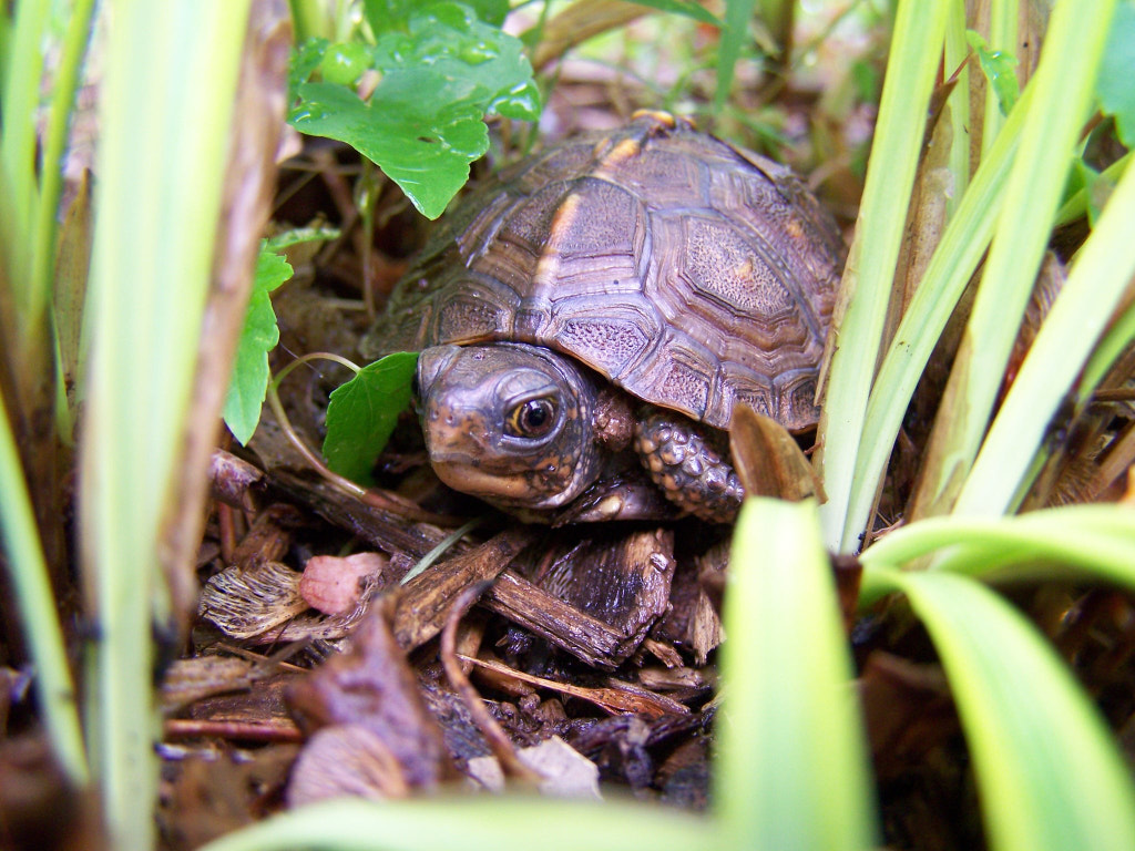 Tiny Turtle Peek-a-boo by Pamsj on 500px.com