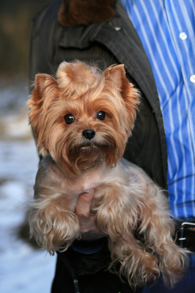 Pocket dog by Anastasia Matyukhina / 500px