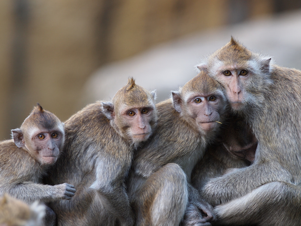 Monkey's by Manuel Sieber / 500px