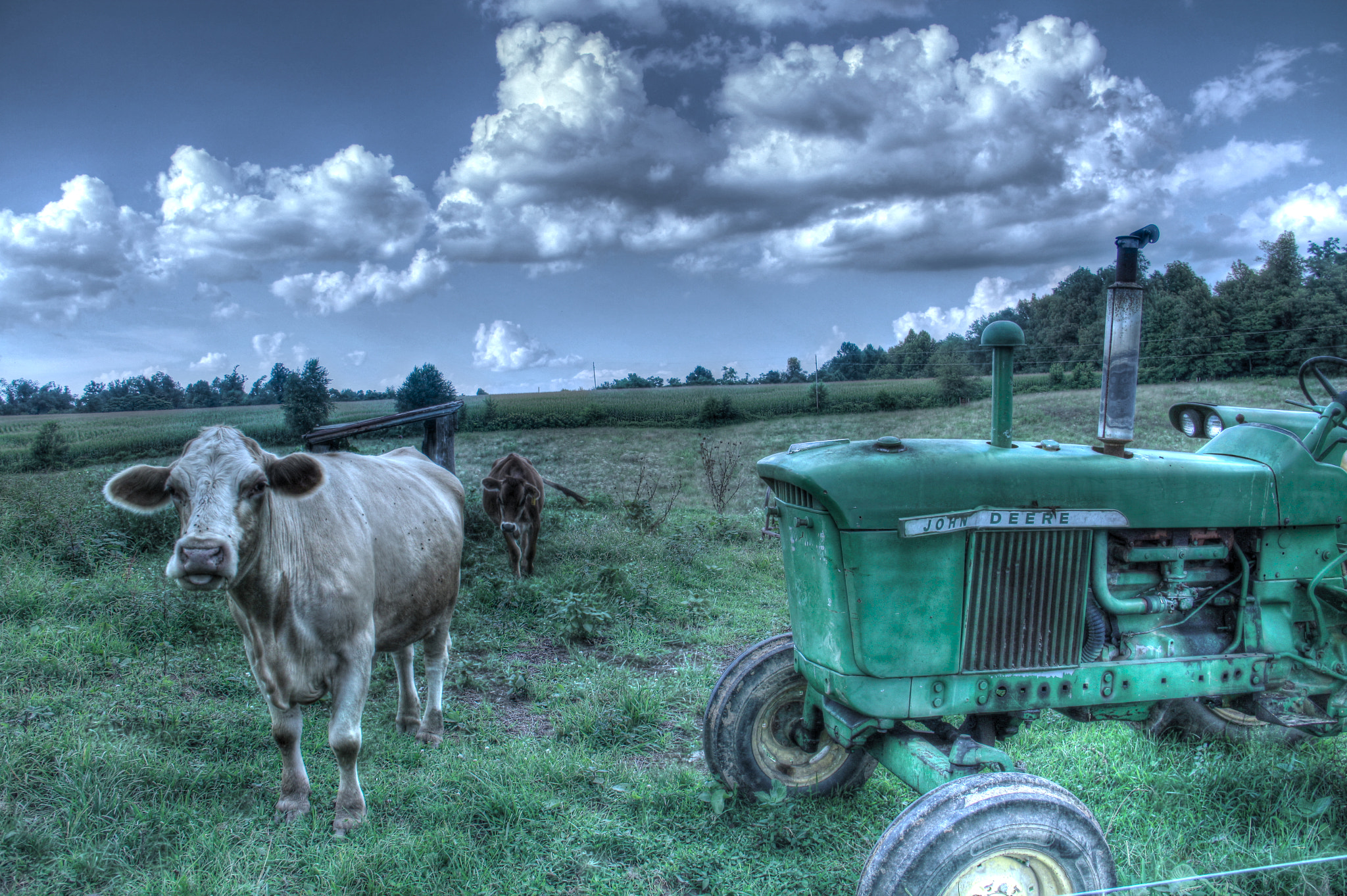 Cows and Tractor in field by Richard Marshall Photo 42828488 / 500px