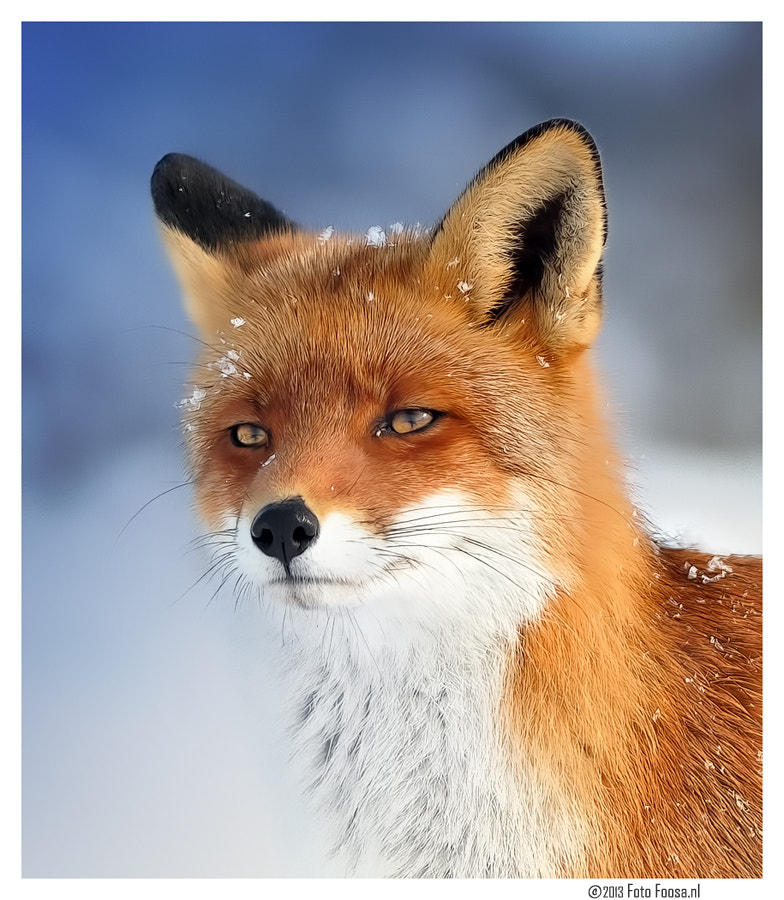 European Fox (Vulpes vulpes)
