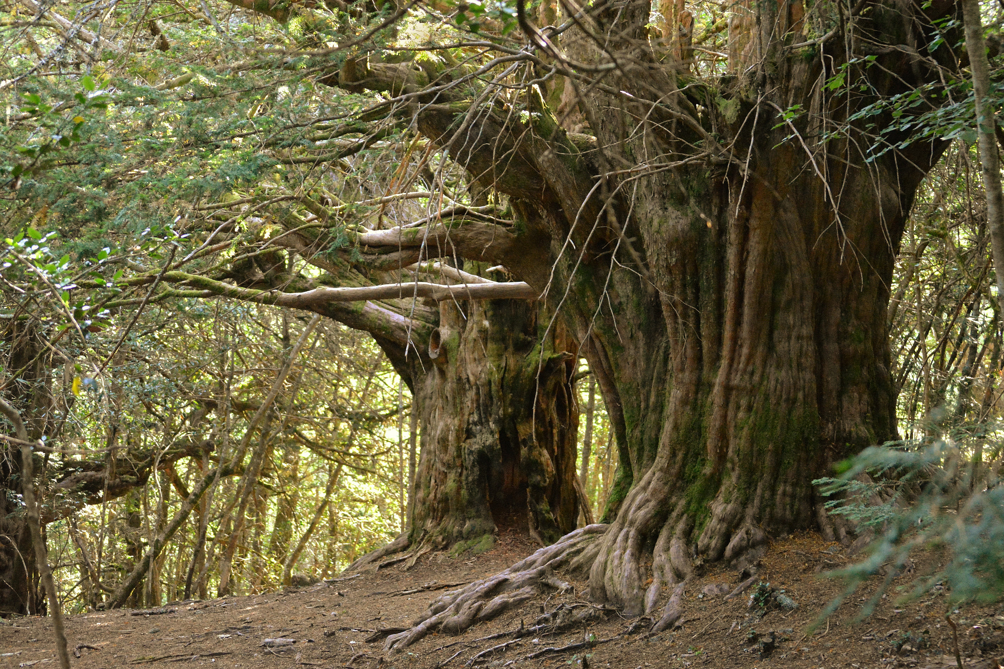 Foto de Bosque de los Tejos Milenarios. en Proaza, Asturias