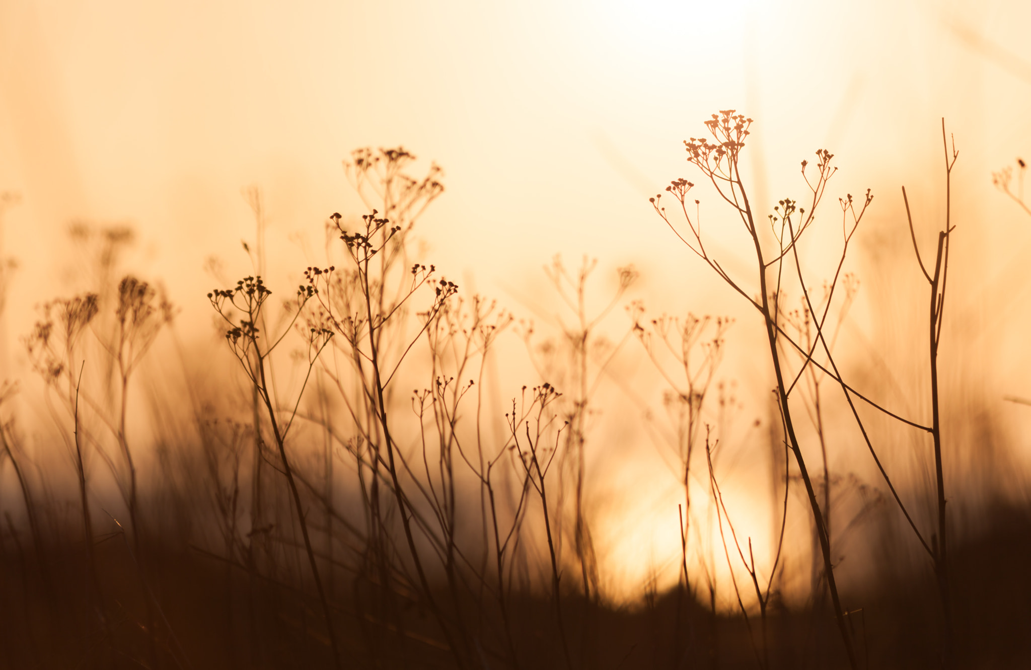 Golden fragile plants