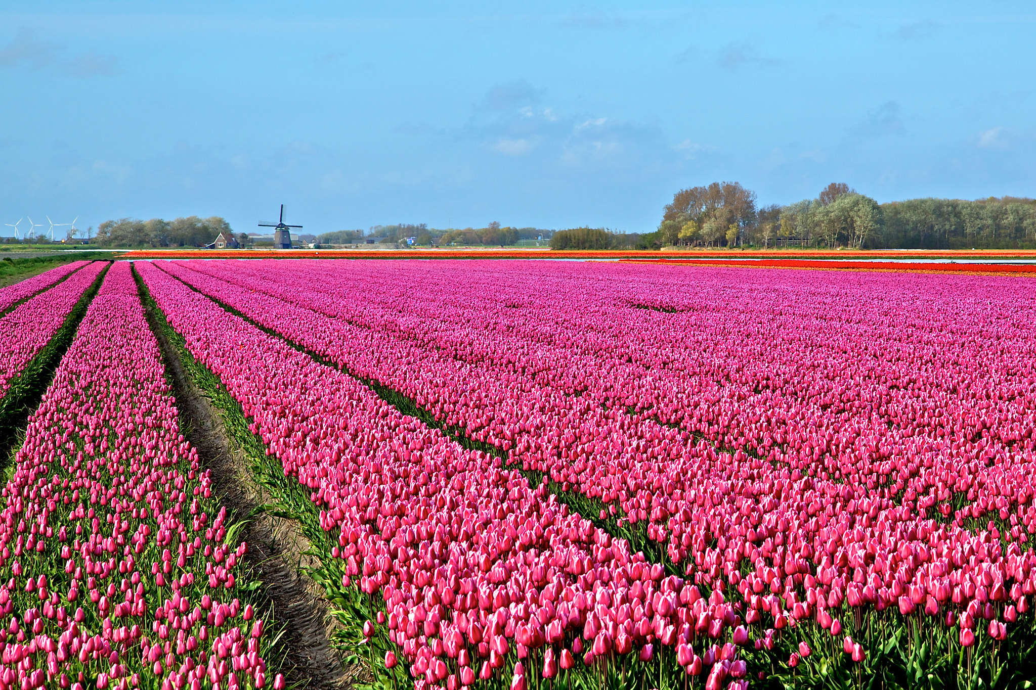 Lisse, near the Keukenhof, Netherlands by Europe Trotter / 500px