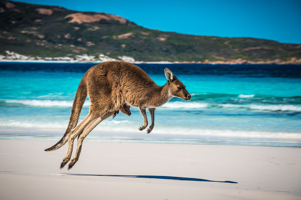 Kangaroo+Joey on beach by Jan Abadschieff on 500px.com