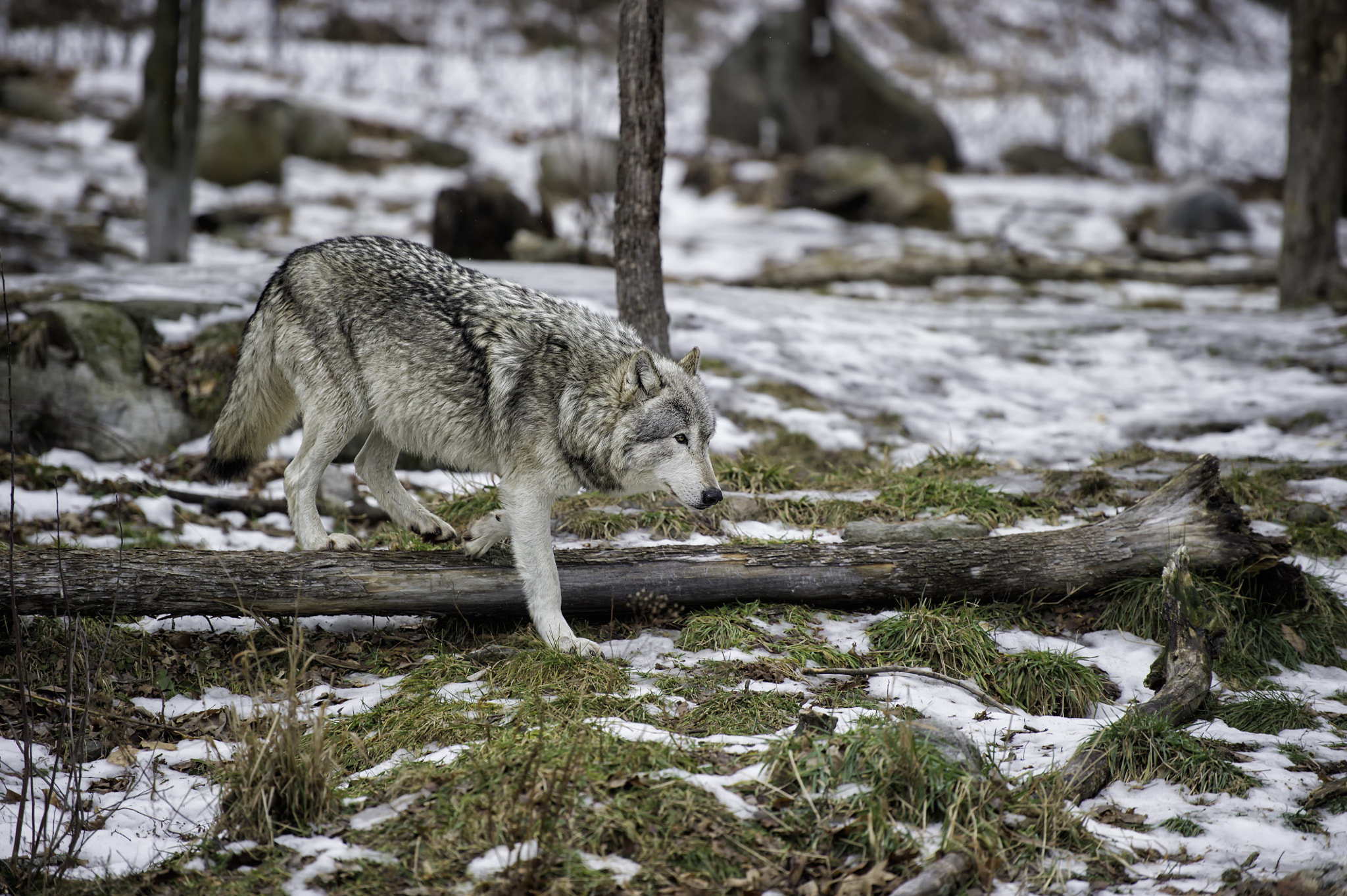 Crossing Timber...