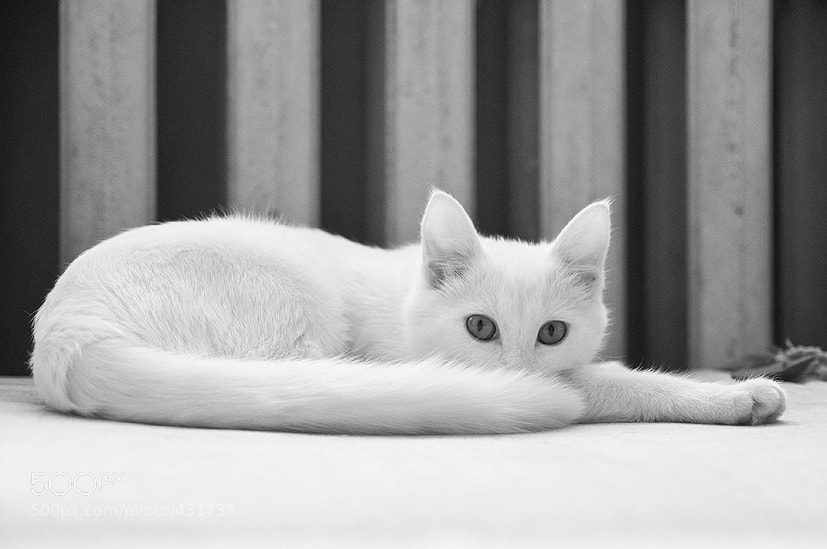 White by Daria Prokofyeva