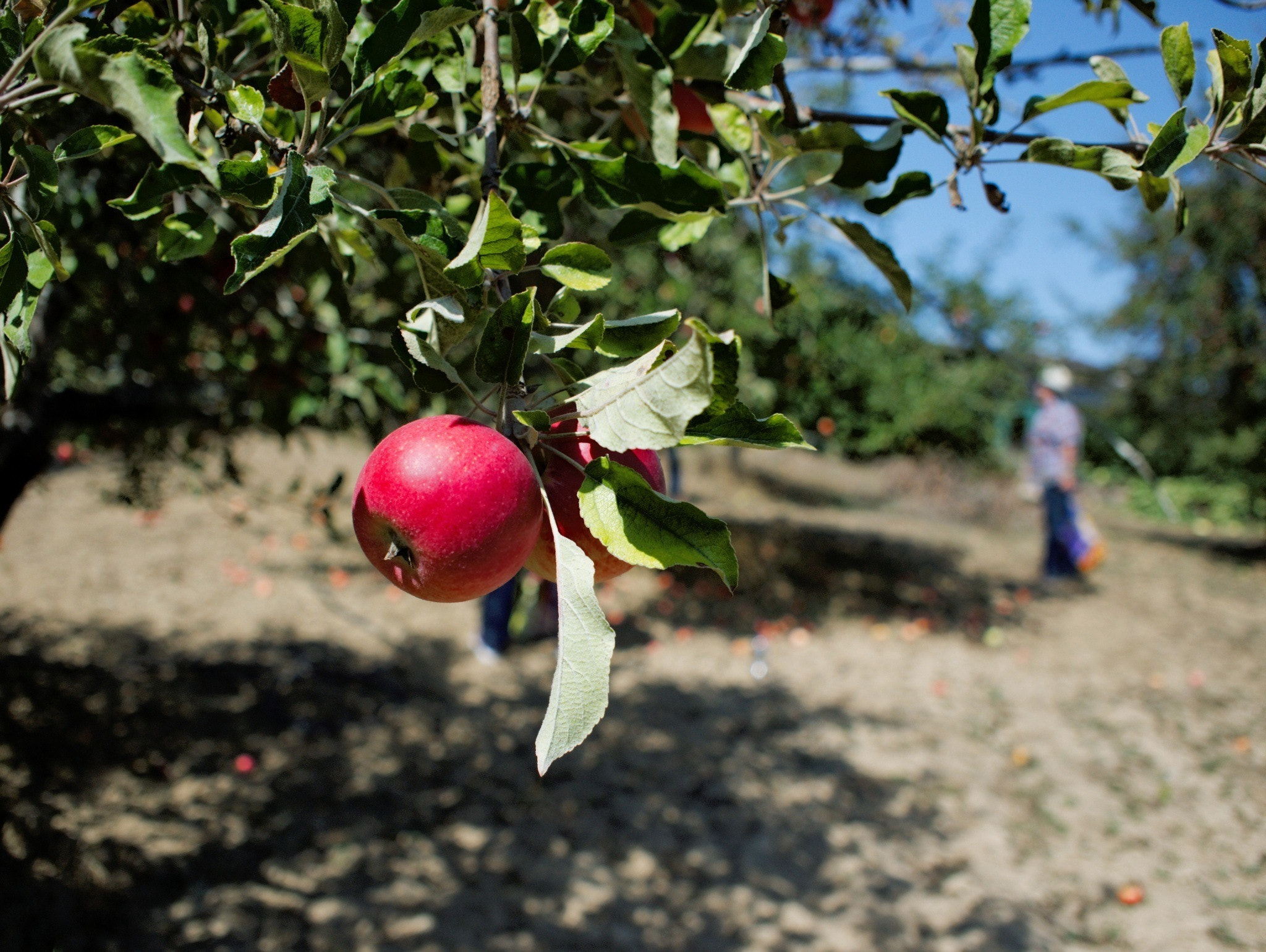 Apple Heaven