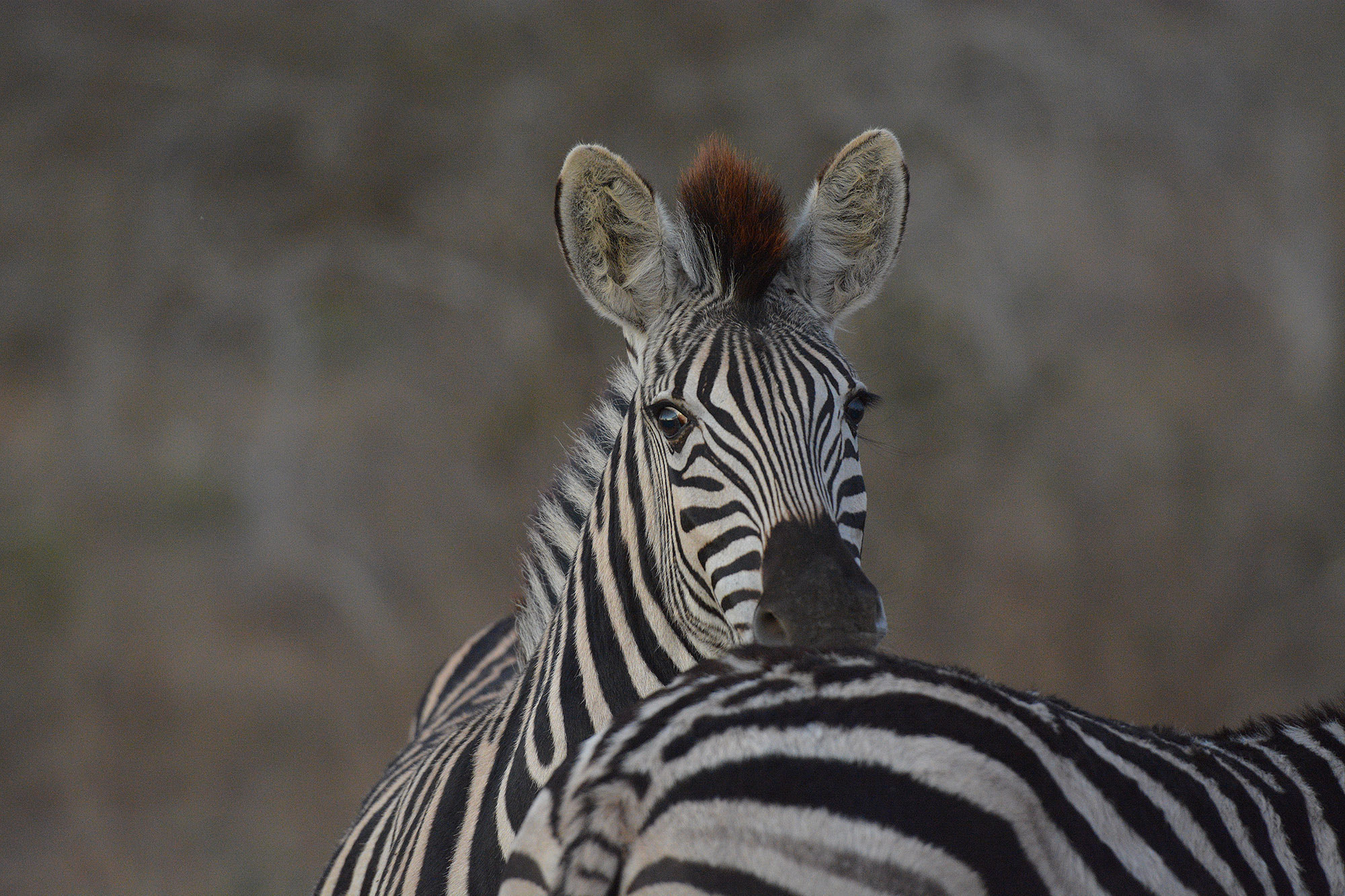 Young Zebra by Chris du Plessis / 500px